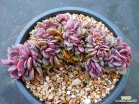 제스타철화2567 : 다육식물 - 엑스플랜트