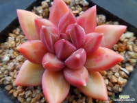 티볼리2594 : 다육식물 - 엑스플랜트