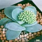 모건뷰티 꽃예뿌게핍니다 안전분째배송 0285 산아래다육이 - 엑스플랜트 모건뷰티 꽃예뿌게핍니다  안전분째배송  0285 산아래다육이... 