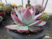 카시오적금02125 : 다육식물 - 엑스플랜트