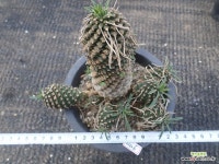 괴마옥02126 - 엑스플랜트