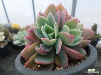 러우02134 - 엑스플랜트