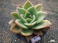 쥬피터02146 - 엑스플랜트