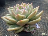 아가페02149 - 엑스플랜트