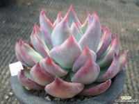 카시오적금02151 - 엑스플랜트