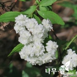 [나무인] 겹공조팝 소주조팝 개화주 포트묘목 : 꽃나무 묘목 - 엑스플랜트