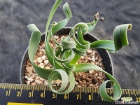 콘코르디아1955 - 엑스플랜트