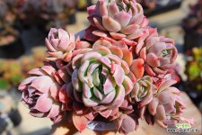 원종블루서프라이즈(자연군생,가지분리될수도있음)04-809 - 엑스플랜트