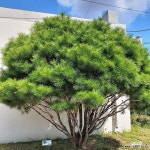 반송 반송나무 반송묘목 둥근소나무 반송분 H0.4 전후 : 조경나무 묘목 - 엑스플랜트