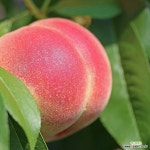 경봉복숭아나무 묘목 1년생 백도복숭아 [라이브묘목농원] : 과일/열매 나무 묘목 - 엑스플랜트