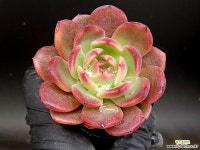 엘린 13-23 - 엑스플랜트