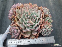 코로라타 - 엑스플랜트