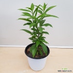 [진아플라워] 모기들이 싫어하는 향이 나는 야래향 085 화원 농원 : 공기정화식물 - 엑스플랜트