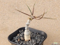 아프리카식물/유포르비아 수잔나에-4010 실생 아프리카농장 : 아프리카식물(코덱스) - 엑스플랜트