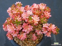 소인제금268 - 엑스플랜트