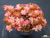 소인제금268 - 엑스플랜트