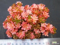 소인제금268 - 엑스플랜트