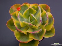 앙팡금 - 엑스플랜트