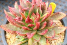 알라딘램프금959 - 엑스플랜트