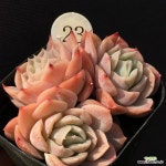 조셀린SP - 엑스플랜트