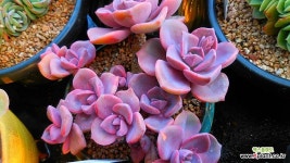 짚시030602 - 엑스플랜트