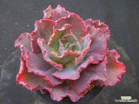 피렌체변이557 - 엑스플랜트