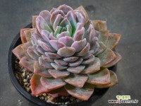 어메이징그레이스2 (사이즈큼) X030709 - 엑스플랜트