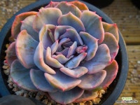 핑키펑키금0307-2922 - 엑스플랜트