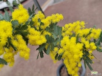 은엽아카시아 : 야생화 - 엑스플랜트