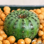 사동선인장 예뻐요 안전분째배송 0357 산아래다육이 : 선인장 - 엑스플랜트 사동선인장  예뻐요 안전분째배송  0357 산아래다육이 : 선인장... 