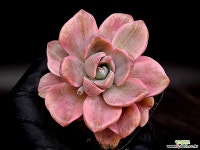 짚시금 19-110 - 엑스플랜트