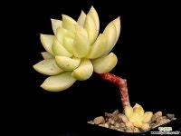 황려금 19-115 : 다육식물 - 엑스플랜트