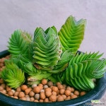 부다템플 묵둥이군생입니다 므쪄요 안전분째배송 0383 산아래다육이 - 엑스플랜트 부다템플  묵둥이군생입니다  므쪄요 안전분째배송  0383... 