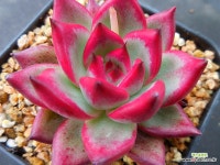 매직크라운696 : 다육식물 - 엑스플랜트