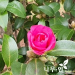 [나무인] 애기동백나무 개화주 H1.5 : 꽃나무 묘목 - 엑스플랜트