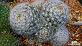 월궁전031013 - 엑스플랜트