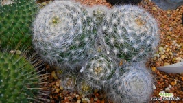 월궁전031013 - 엑스플랜트