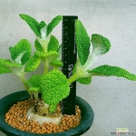묵둥이입니다 큼직 0365 산아래다육이 - 엑스플랜트 아프리카식물 레드단애의여왕  묵둥이입니다 큼직 0365 산아래다육이 - 엑스플랜트