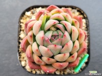 볼 0312 - 엑스플랜트