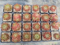 셀리가든 : 다육식물 - 엑스플랜트