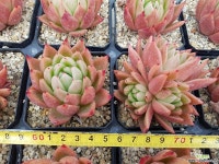 셀리가든 : 다육식물 - 엑스플랜트