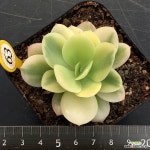 둥근잎비치후리데금 - 엑스플랜트