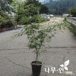 [나무인]오죽 검은대나무 화분 : 꽃나무 묘목 - 엑스플랜트