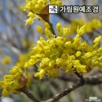 산수유나무 산수유 개화주 특묘 묘목 유실수 가림원예조경 : 꽃나무 묘목 - 엑스플랜트