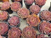 모산 Random - 엑스플랜트