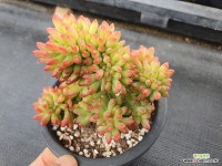 팔천대 철화 - 엑스플랜트