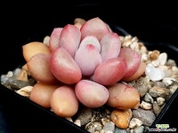 아방가르드(미니) 26-79 - 엑스플랜트