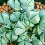 기베윰 묵둥이군생입니다 0326 산아래다육이 : 다육식물 - 엑스플랜트 기베윰 묵둥이군생입니다  0326 산아래다육이 : 다육식물 - 엑스플랜트