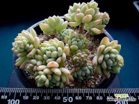 로치 3497 - 엑스플랜트 로치  3497 - 엑스플랜트