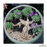 다육아트 나무장식 세라믹장식 분경아트 행복한꽃그 - 엑스플랜트